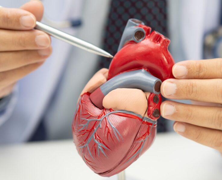 Services: ECG | Echo | Stress Test | Cardiac Surgery